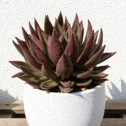 Echeveria Agavoides 'Morgain' (4 inch)