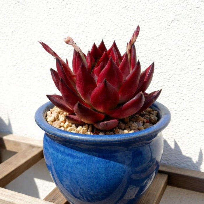 Echeveria Agavoides 'Morgain' (4 inch)