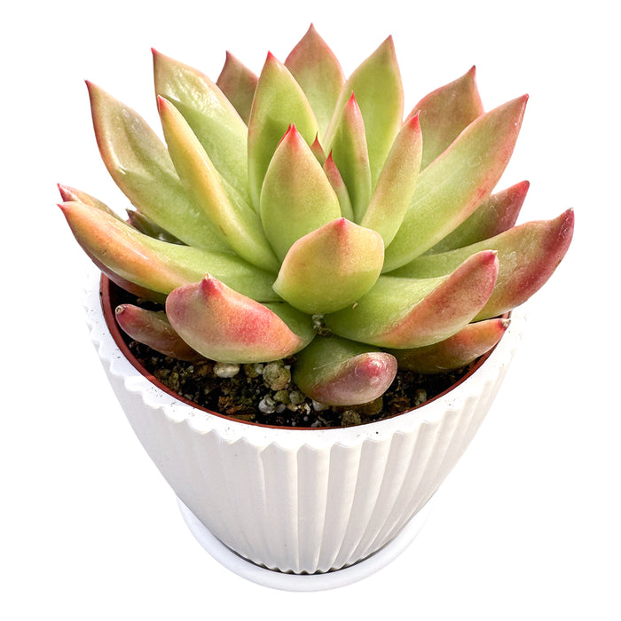 Echeveria Agavoides 'Morgain' (4 inch)