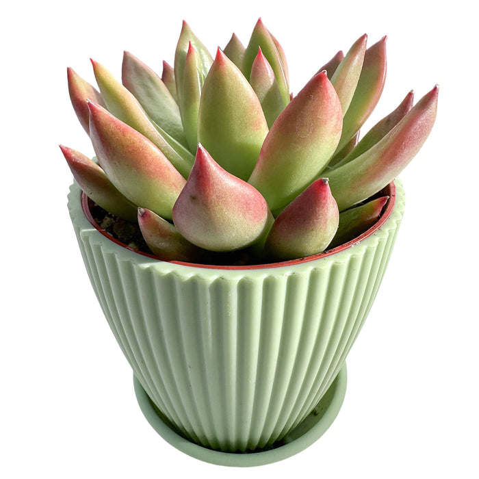 Echeveria Agavoides 'Morgain' (4 inch)