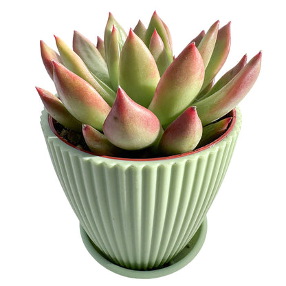 Echeveria Agavoides 'Morgain' (4 inch)