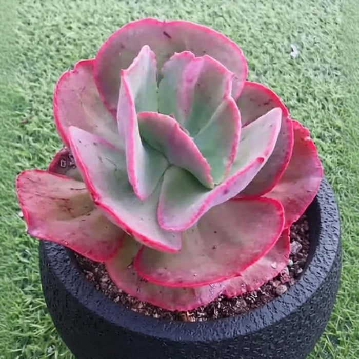 Echeveria Big Red (6 inch)