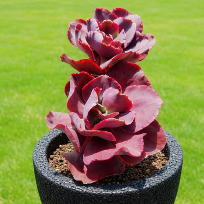 Echeveria Big Red (6 inch)