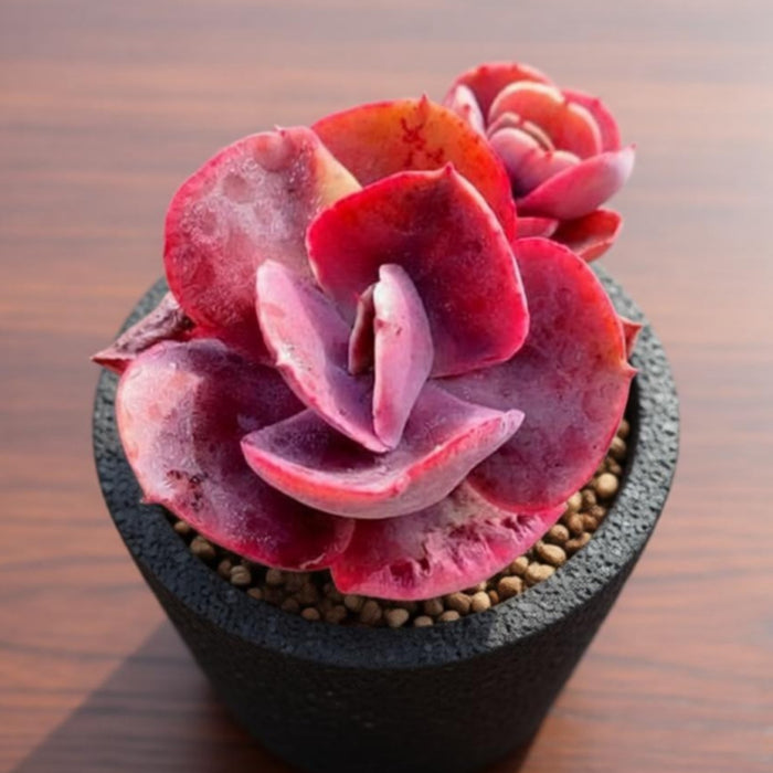 Echeveria Big Red (6 inch)