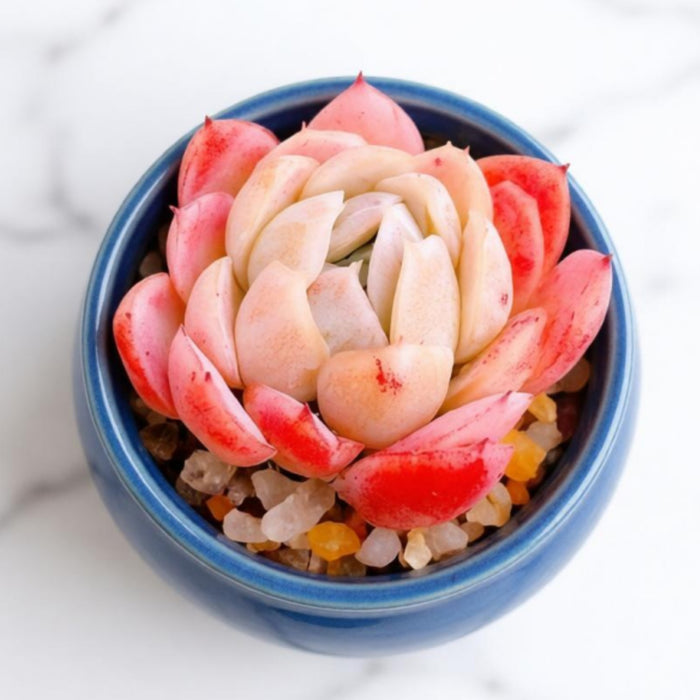 Echeveria 'Cream Berry'