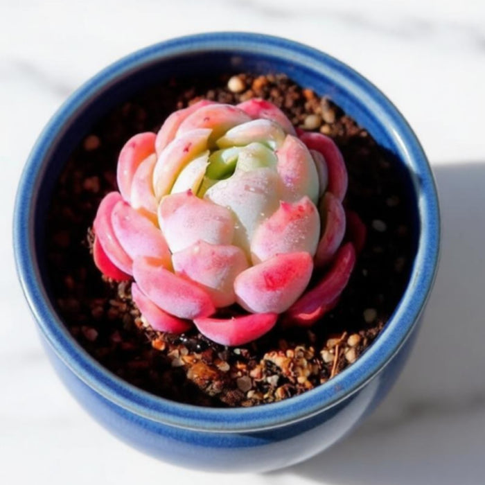 Echeveria 'Cream Berry'