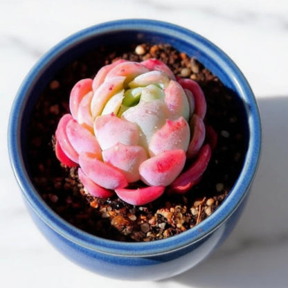 Echeveria 'Cream Berry'
