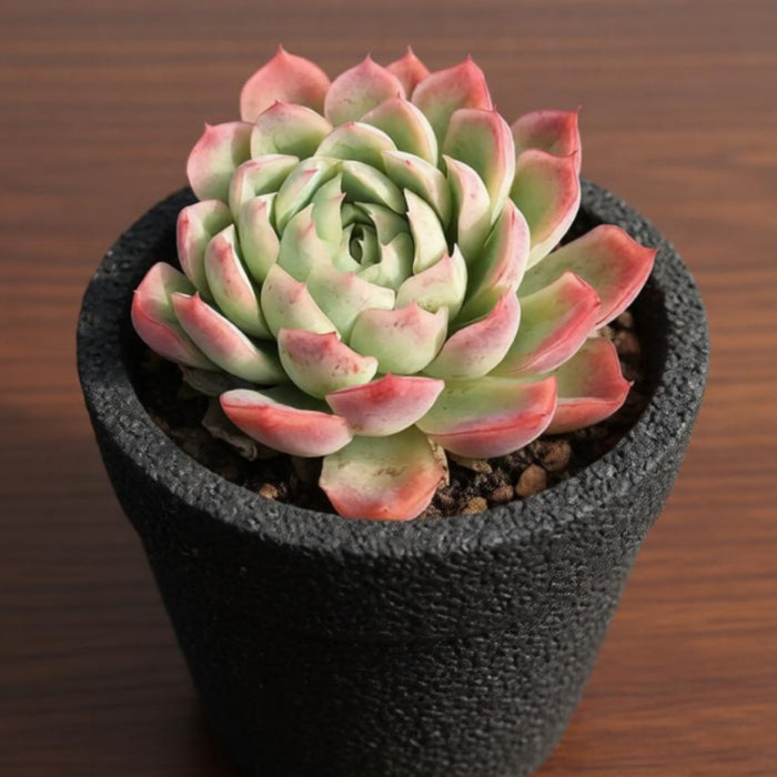 Echeveria 'Cream Berry'