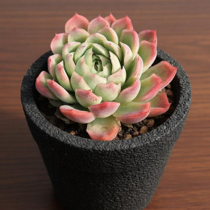 Echeveria 'Cream Berry'