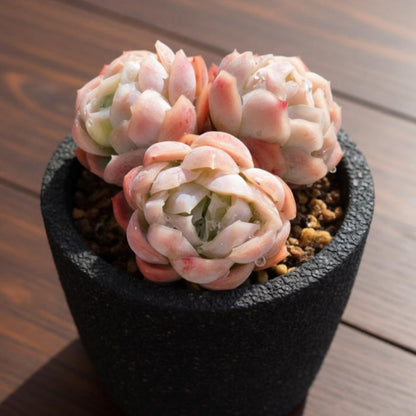 Echeveria 'Cream Berry'