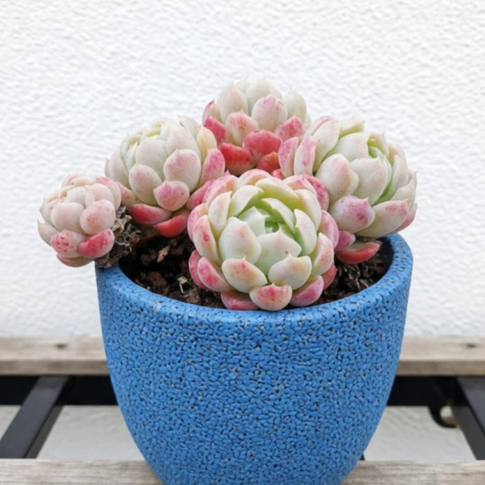 Echeveria 'Cream Berry'