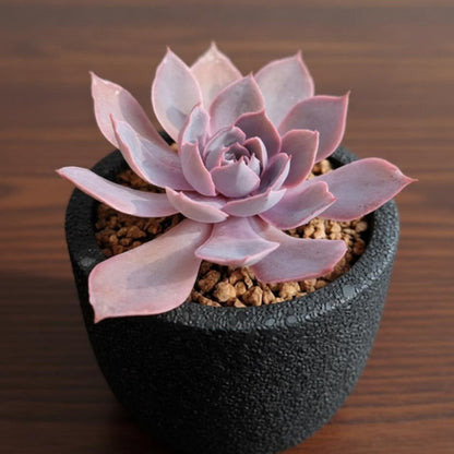 Echeveria Desmetiana de Smelt (4 inch)