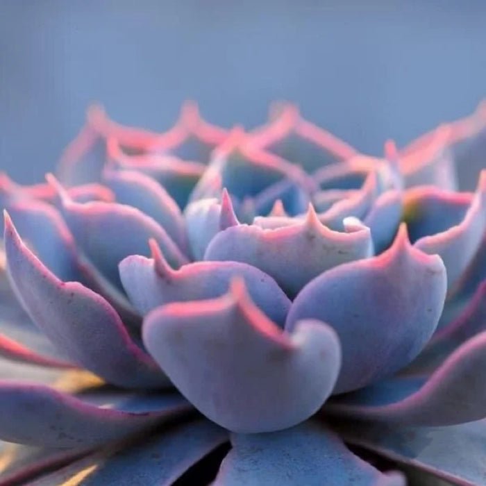 Echeveria Desmetiana de Smelt (4 inch)
