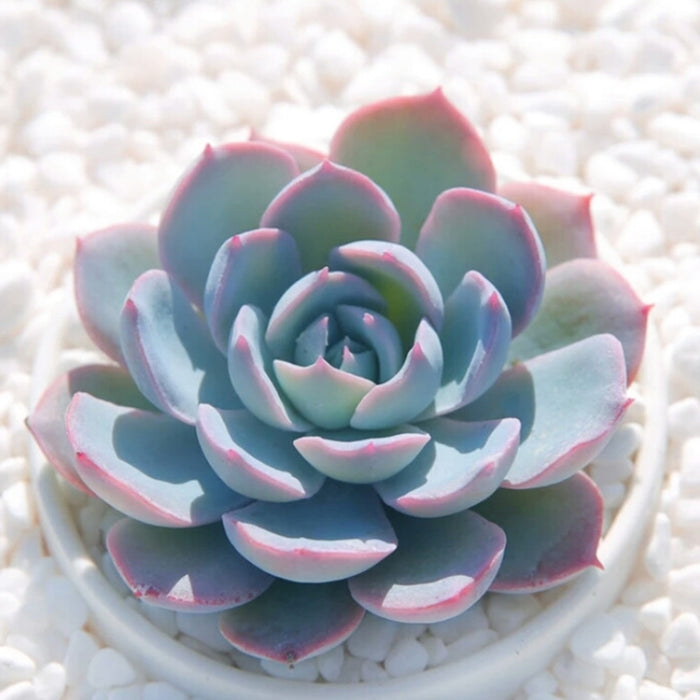 Echeveria Desmetiana de Smelt (4 inch)