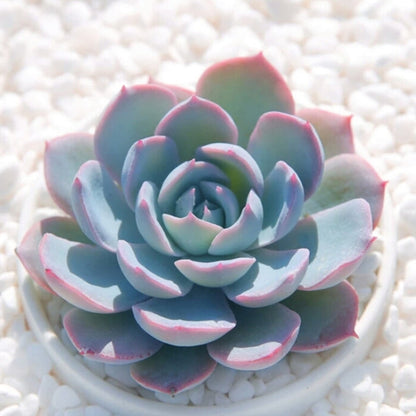 Echeveria Desmetiana de Smelt (4 inch)