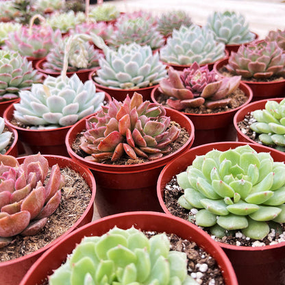 Echeveria Dondo(4 inch)