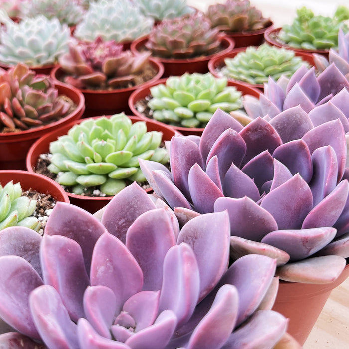 Echeveria Dondo(4 inch)