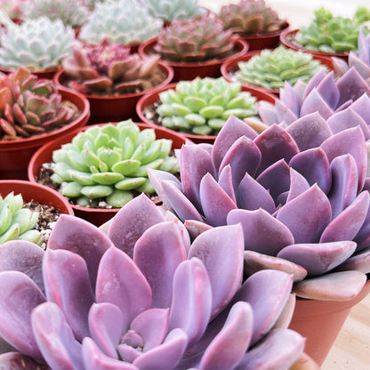 Echeveria Dondo(4 inch)