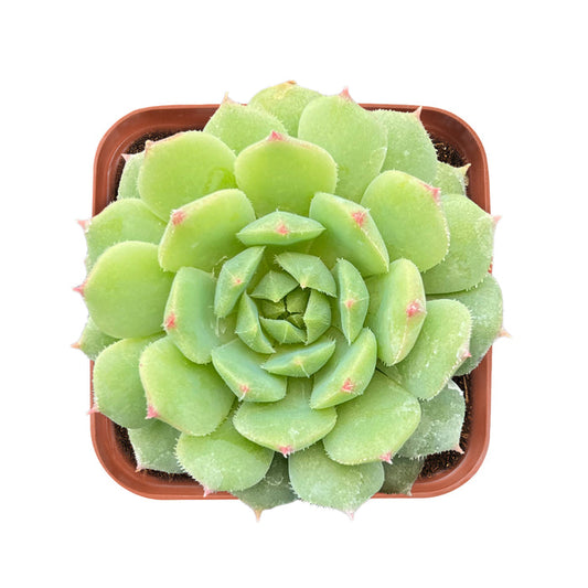 Echeveria Dondo