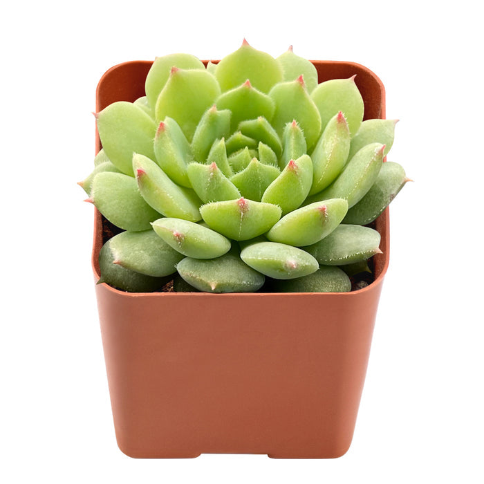 Echeveria Dondo