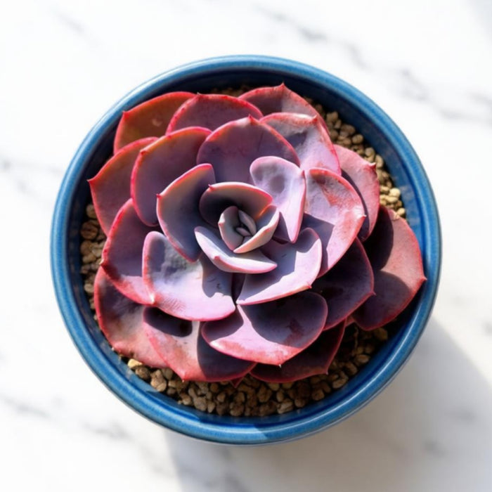 Echeveria Dusty Rose (6 inch)