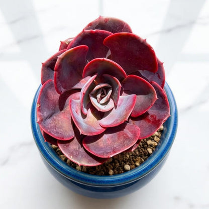 Echeveria Dusty Rose (6 inch)