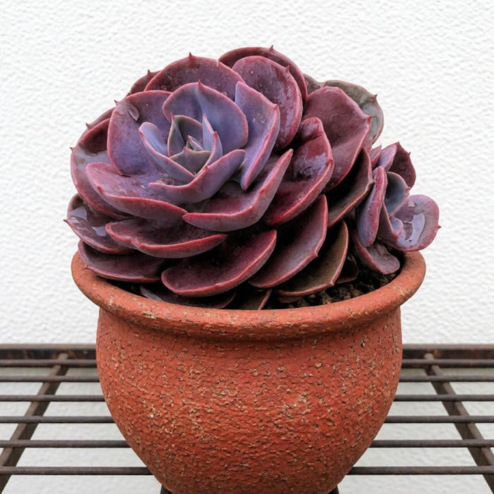 Echeveria Dusty Rose (6 inch)