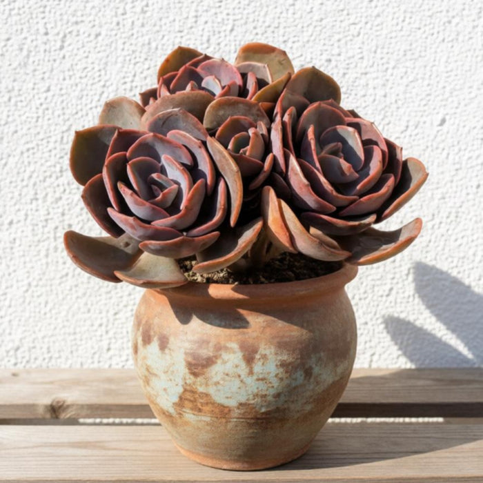 Echeveria Dusty Rose (6 inch)