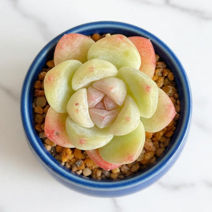 Echeveria Ice Green (4 inch)
