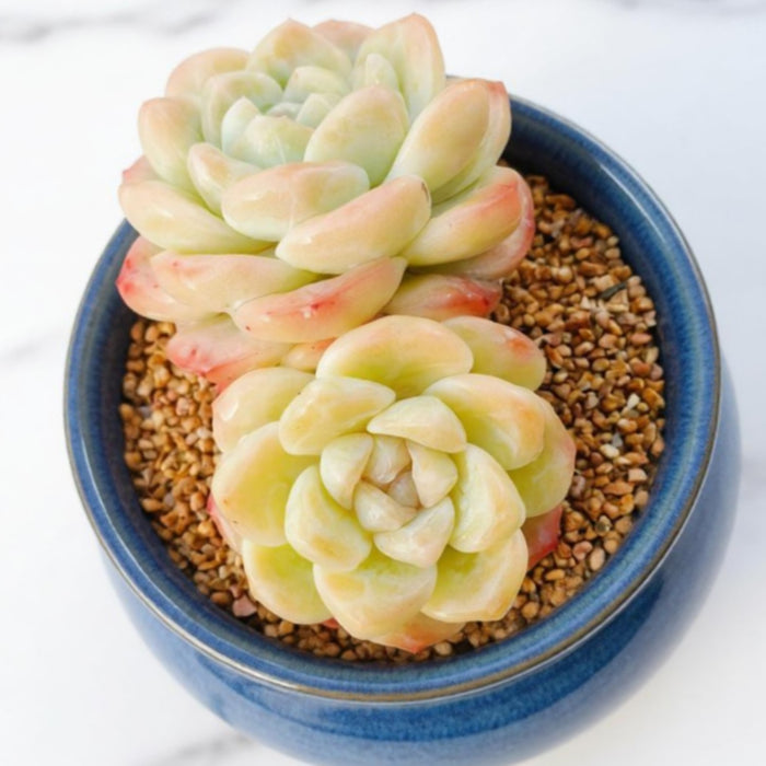 Echeveria Ice Green (4 inch)