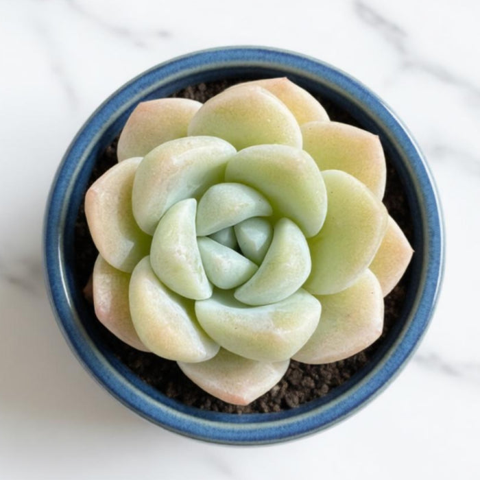 Echeveria Ice Green (4 inch)