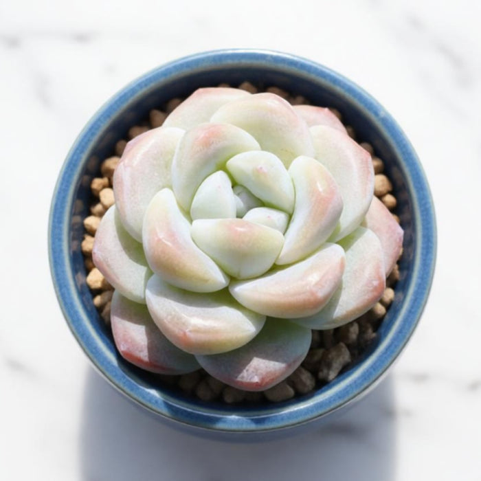Echeveria Ice Green (4 inch)