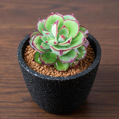 Echeveria 'Joan Daniel'