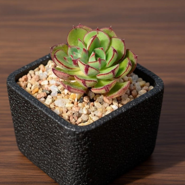 Echeveria 'Joan Daniel'