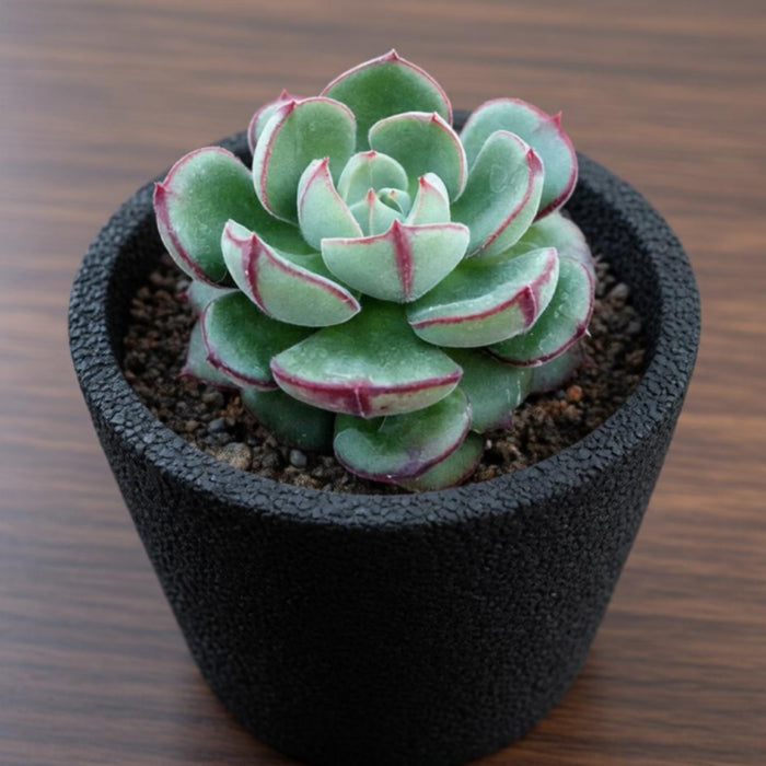 Echeveria 'Joan Daniel'