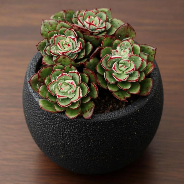 Echeveria 'Joan Daniel'