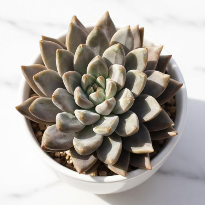 Echeveria 'Nebula' (4 inch)