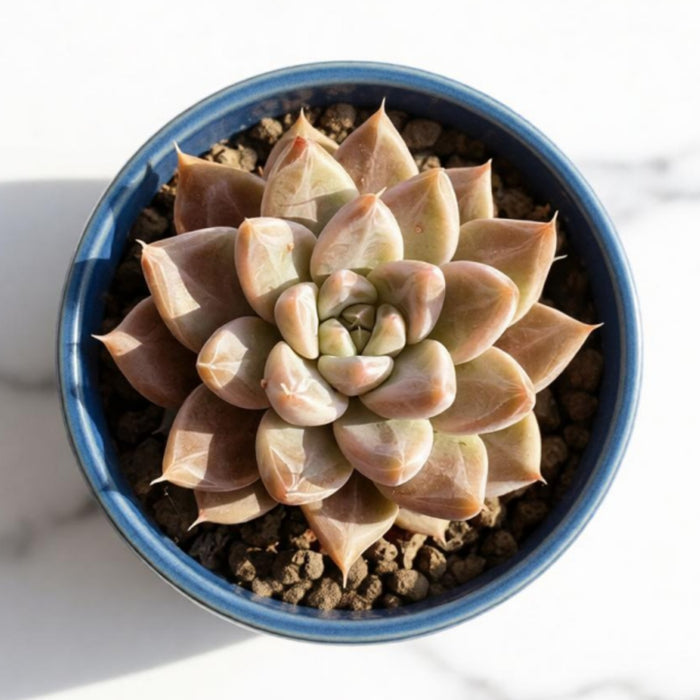 Echeveria 'Nebula' (4 inch)