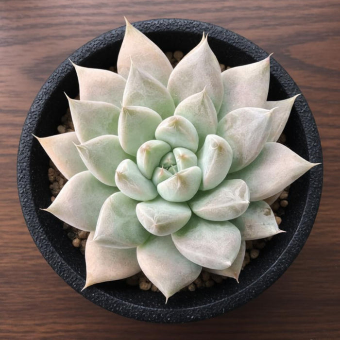Echeveria 'Nebula' (4 inch)
