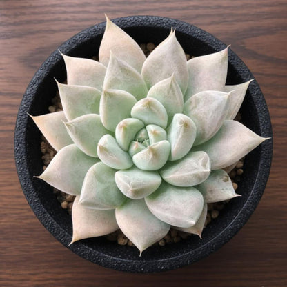 Echeveria 'Nebula' (4 inch)