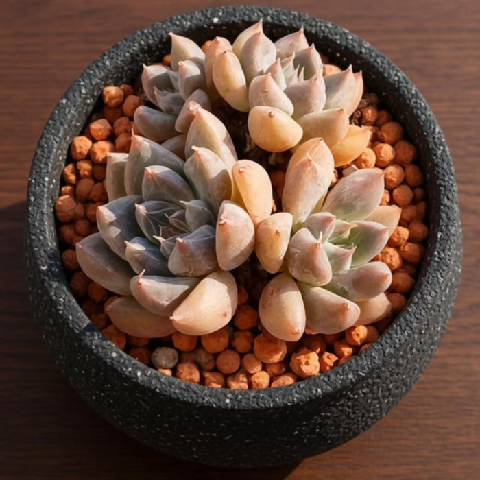 Echeveria 'Nebula' (4 inch)