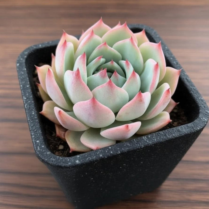 Echeveria 'Prism' (6 inch)