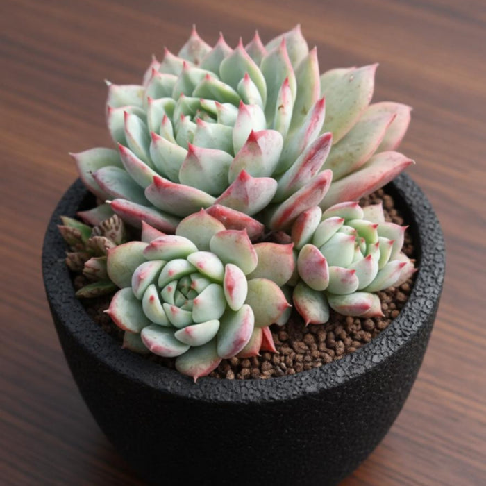 Echeveria 'Prism' (6 inch)