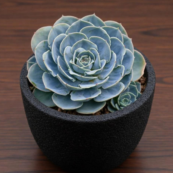 Echeveria runyonii Rose ex Walther (4 inch)