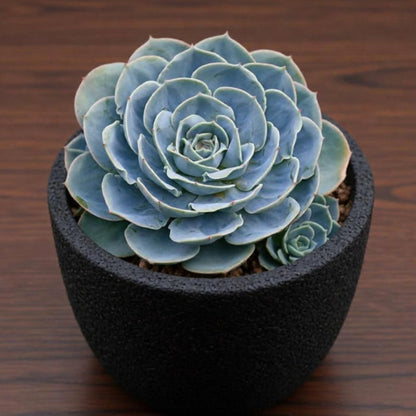 Echeveria runyonii Rose ex Walther (4 inch)
