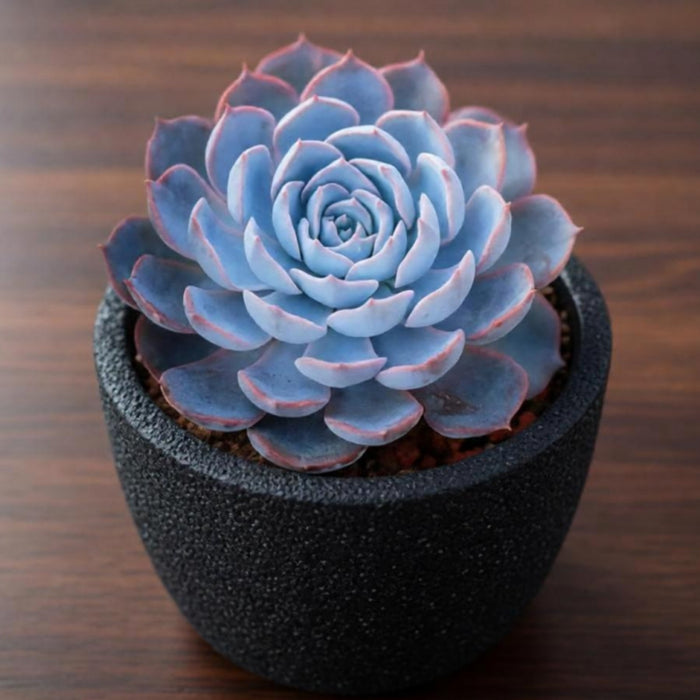 Echeveria runyonii Rose ex Walther (4 inch)
