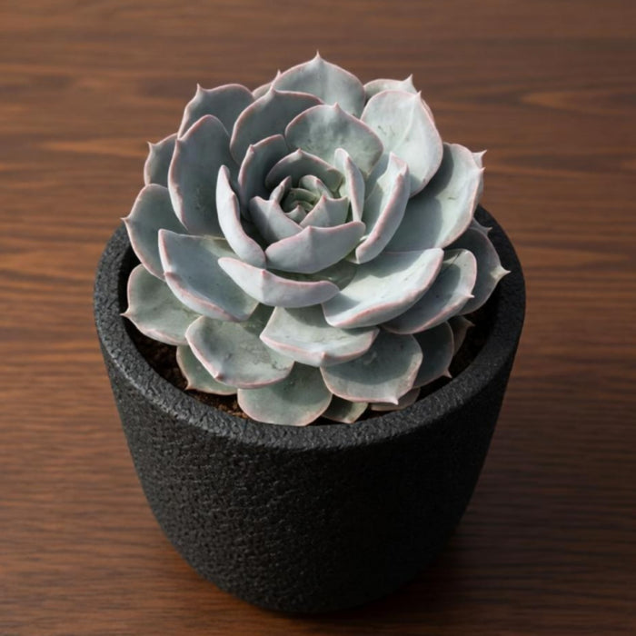 Echeveria runyonii Rose ex Walther (4 inch)
