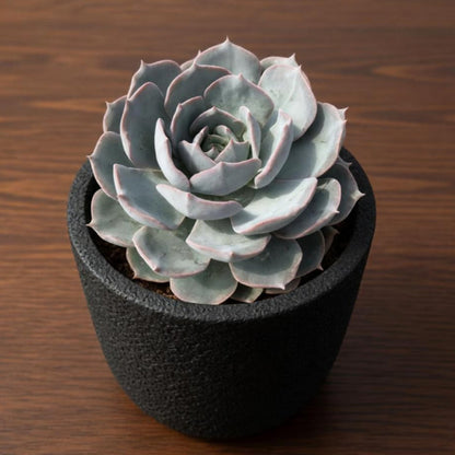Echeveria runyonii Rose ex Walther (4 inch)