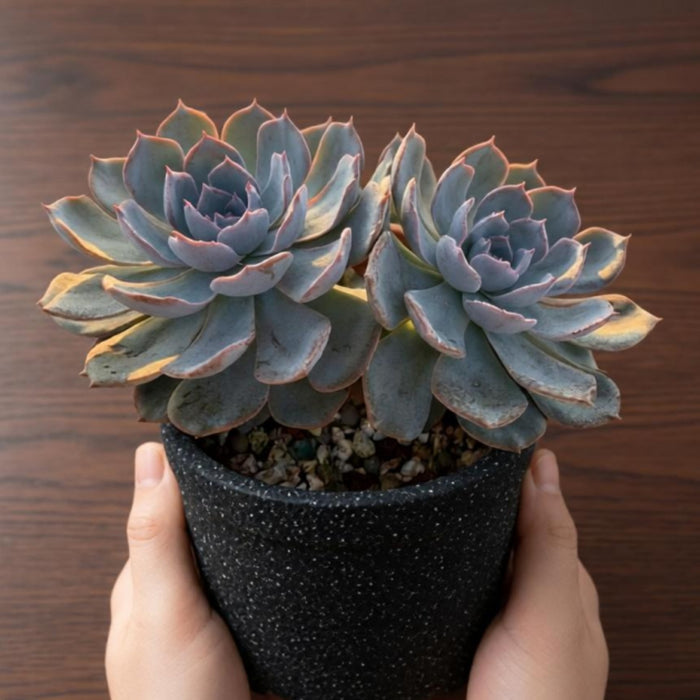 Echeveria runyonii Rose ex Walther (4 inch)