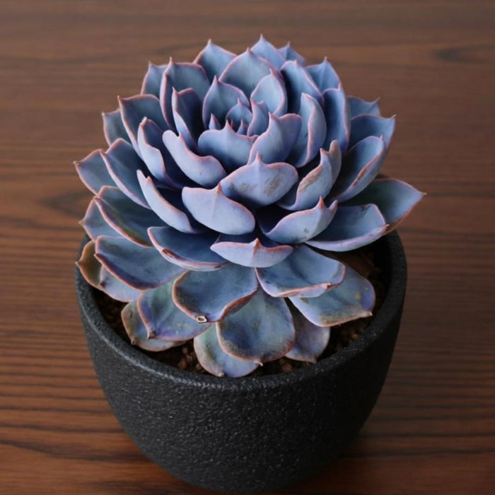 Echeveria runyonii Rose ex Walther (4 inch)